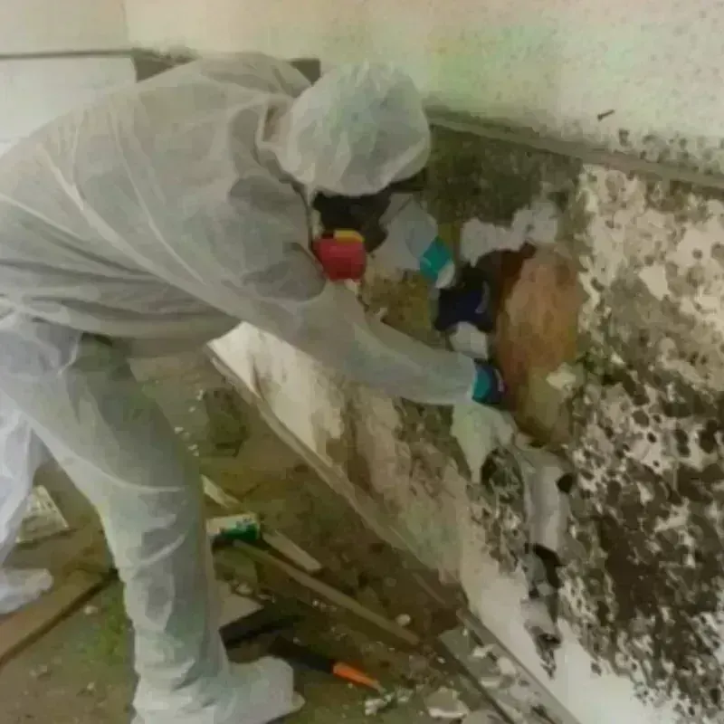 Mold Remediation and Removal in Huntington, VA